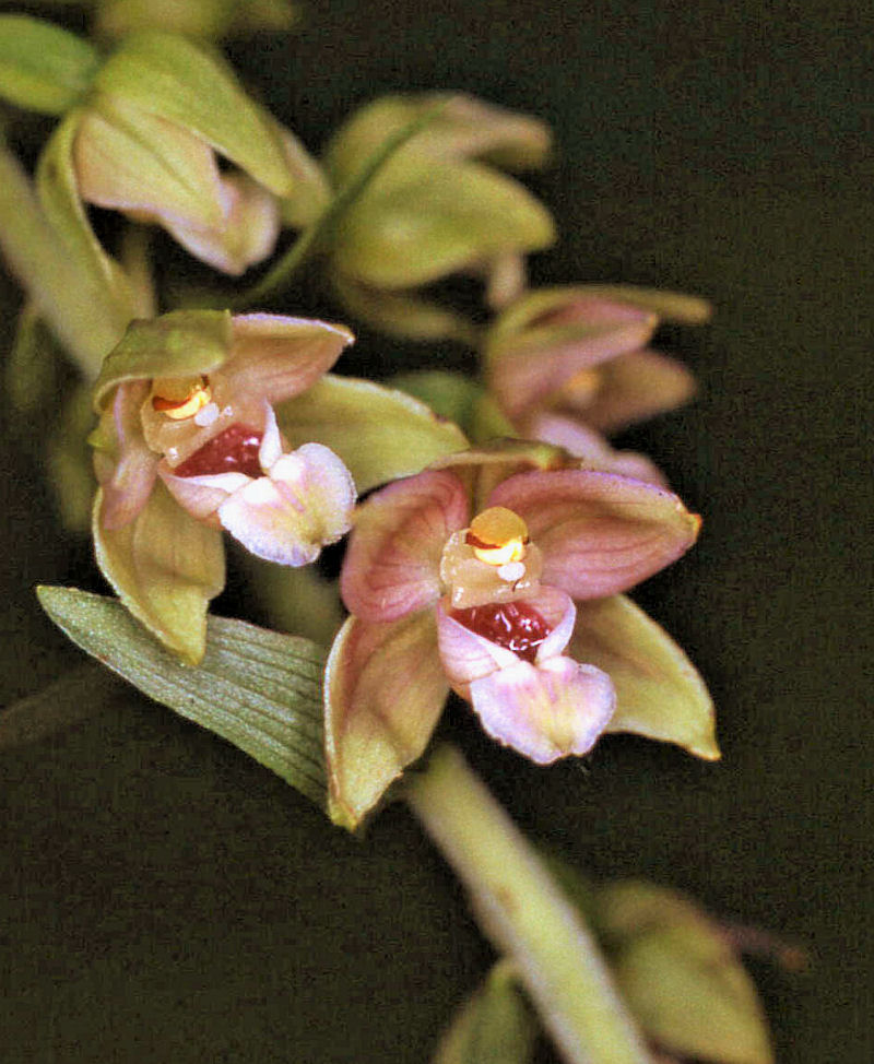 Epipactis helleborine